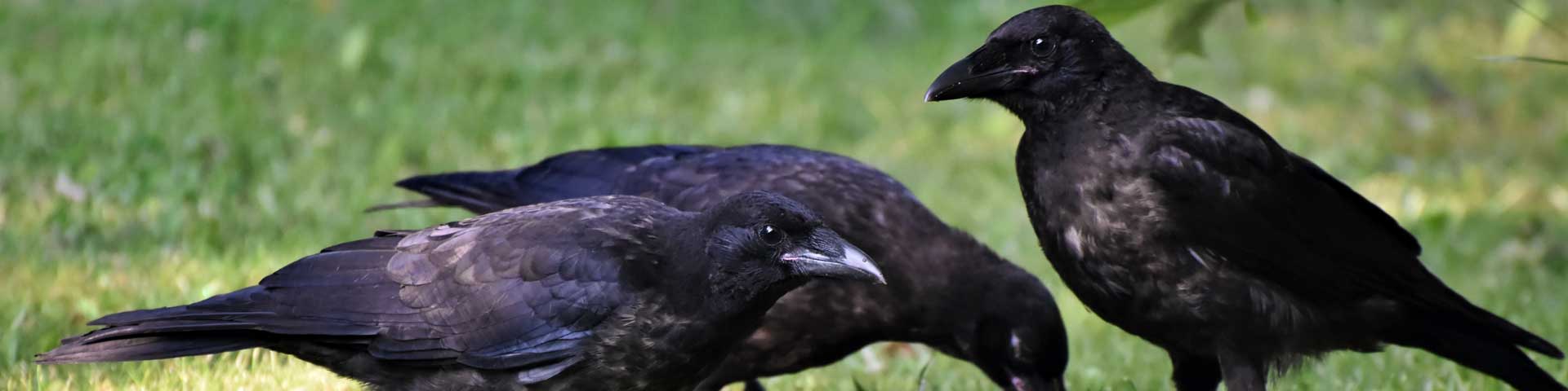 kraaien-1920x480 kraaien-1920x480