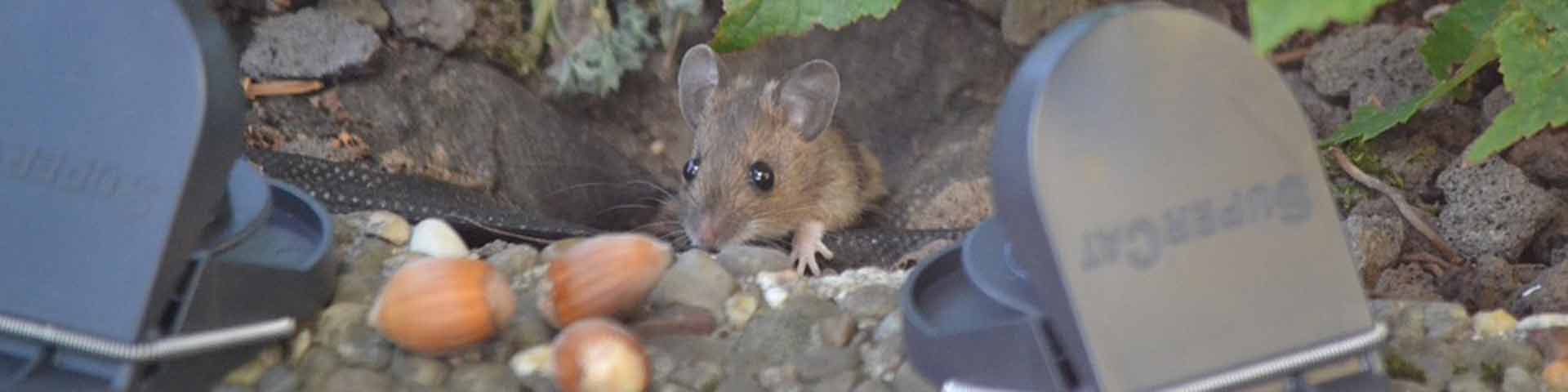 muis-in-de-tuin-1920x480 muis-in-de-tuin-1920x480