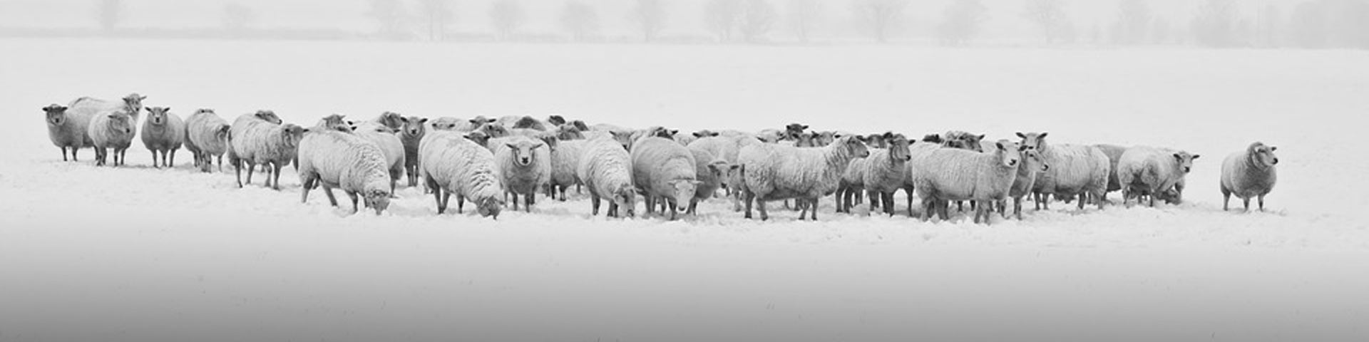 winterscheren-schapen-1920x480 winterscheren-schapen-1920x480
