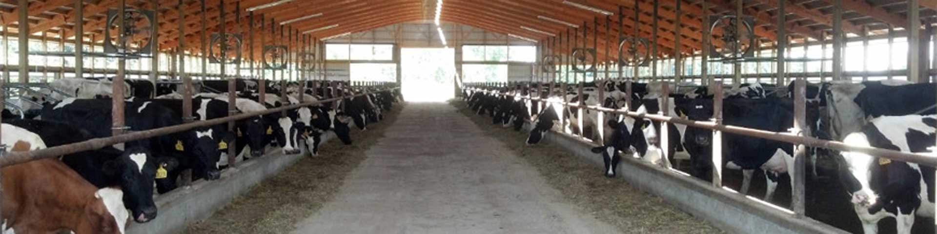 vliegenbestrijding-in-de-veehouderij-1920x480 vliegenbestrijding-in-de-veehouderij-1920x480