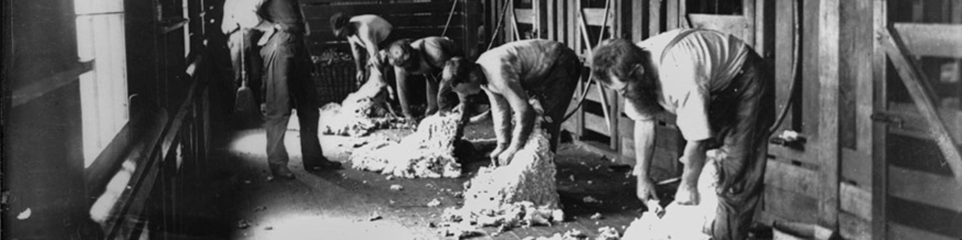 schaapscheerderskou-schapen-scheren-vroeger-1920x480 schaapscheerderskou-schapen-scheren-vroeger-1920x480