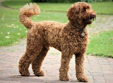 Welke borstel is het best voor mijn Labradoodle? [update 2024]