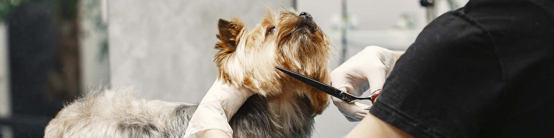 hond-trimmen-1920x480 hond-trimmen-1920x480