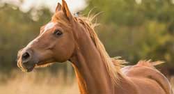 Paarden Category Paarden