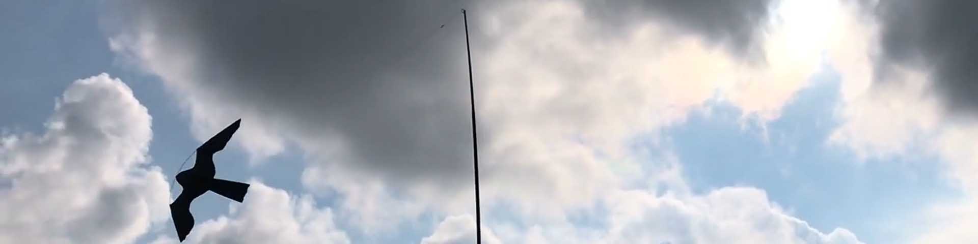 hawk-kite-1920x480 hawk-kite-1920x480