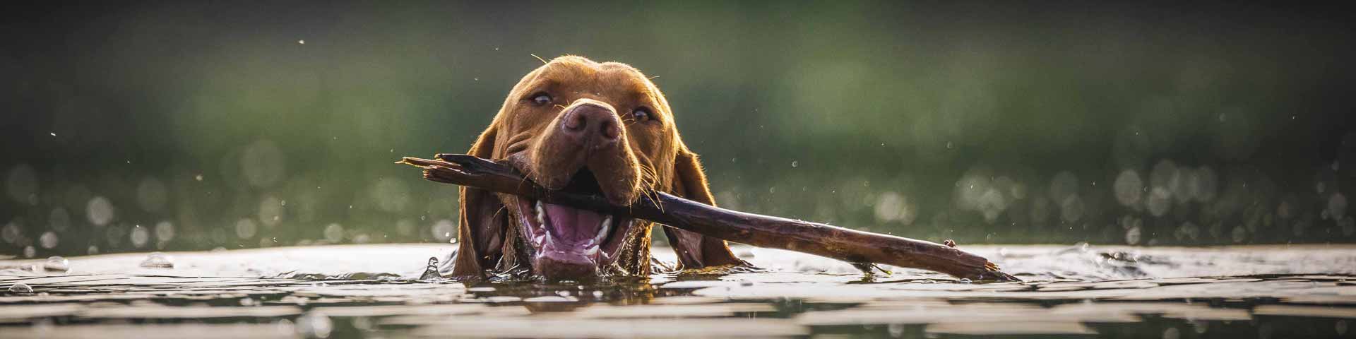 hond-wassen-1920x480