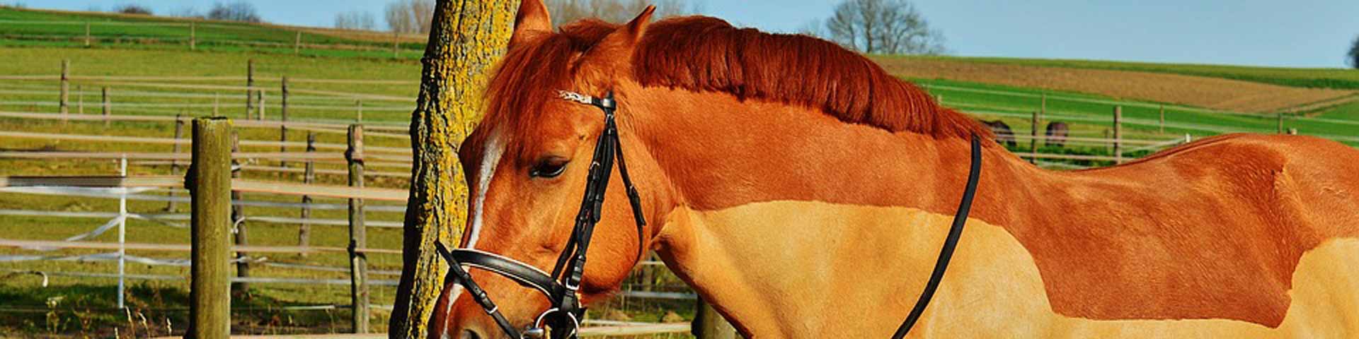 hoe-scheer-je-een-paard-1920x480 hoe-scheer-je-een-paard-1920x480