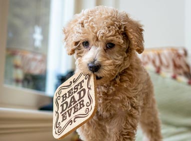 Waarom is een Labradoodle de ideale hond?