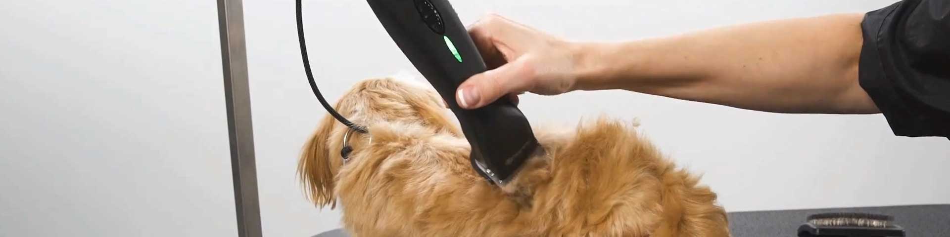 hond-scheren-1920x480 hond-scheren-1920x480