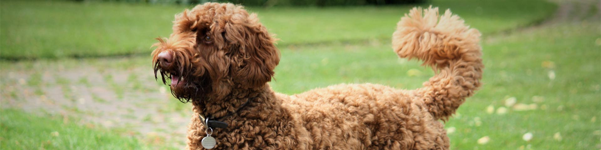 welke-borstel-is-het-beste-voor-mijn-labradoodle-1920x480 welke-borstel-is-het-beste-voor-mijn-labradoodle-1920x480