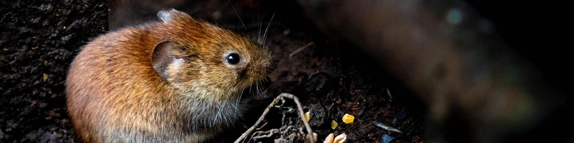 muis-buiten-huis-1920x480