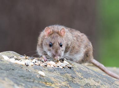 Bruine Rat