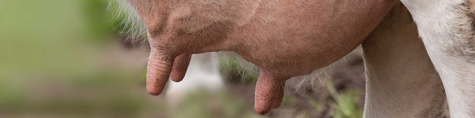 uierontsteking-1920x480 uierontsteking-1920x480