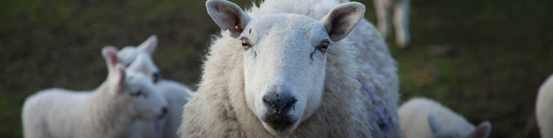 schaap-1920x480 schaap-1920x480