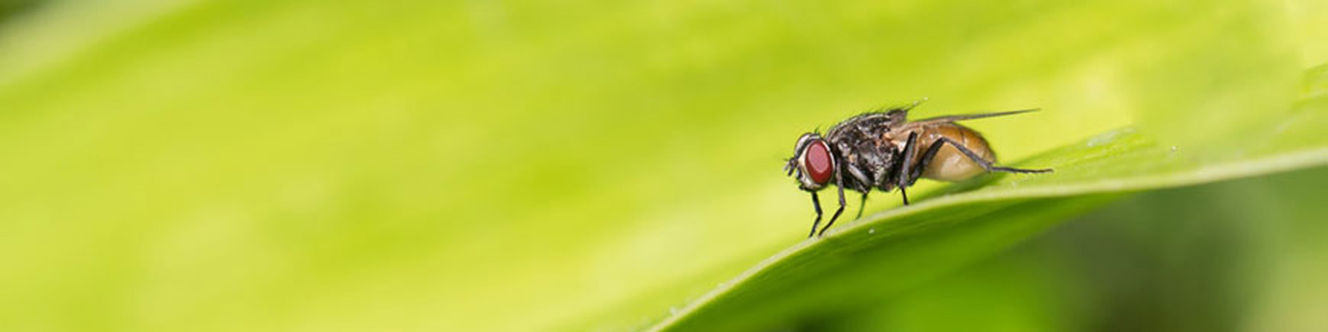 vliegen-in-de-tuin-1920x480