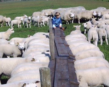 Lammeren aan de voerbak