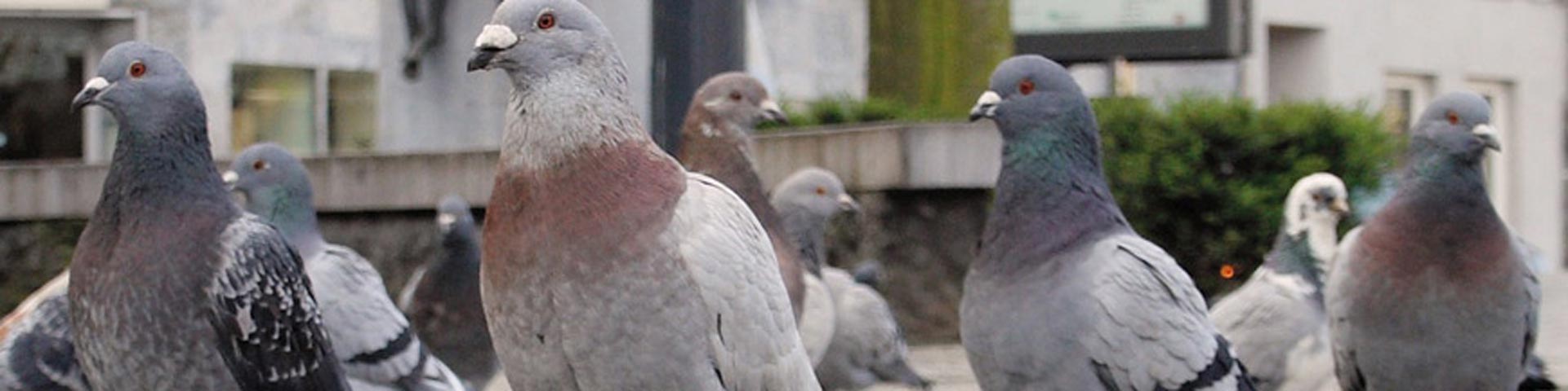 duivenoverlast-1920x480 duivenoverlast-1920x480