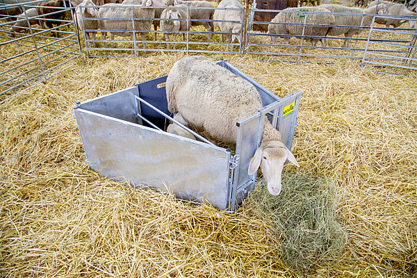 Patura adoptiebox voor lammeren