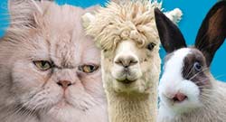 Andere dieren Category Andere dieren