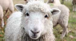 Schapen Category Schapen