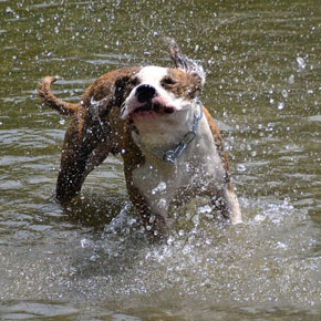 een-honden-douche.jpg