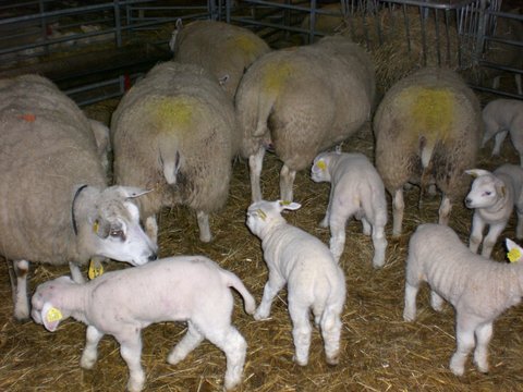 schapen-met-lammetjes.jpg