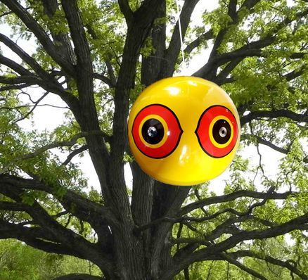 Scare Eye ballon in boom | Vogelverschrikker