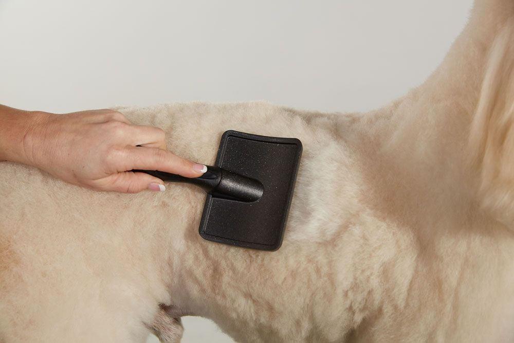 Professionele plukborstel voor honden voor de vachtverzorging