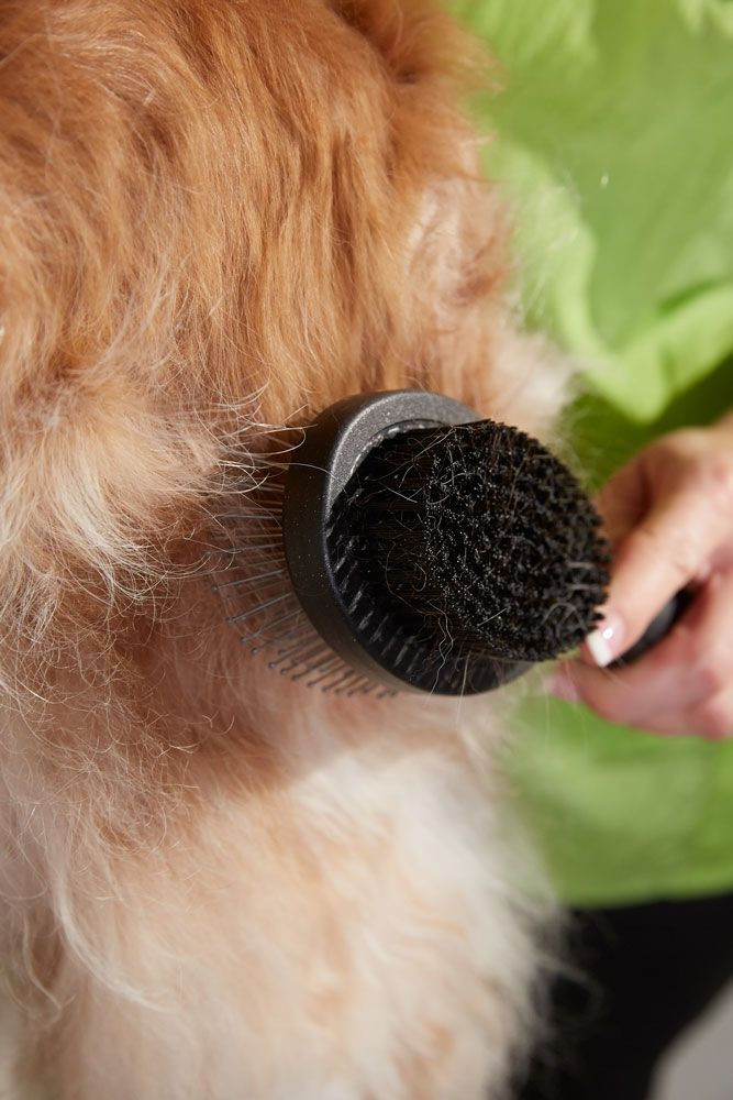 Premium pin borstel de vacht van je hond