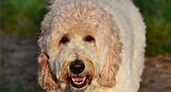 Honden Category Honden