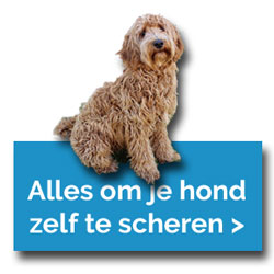 Alles om je hond zelf te scheren