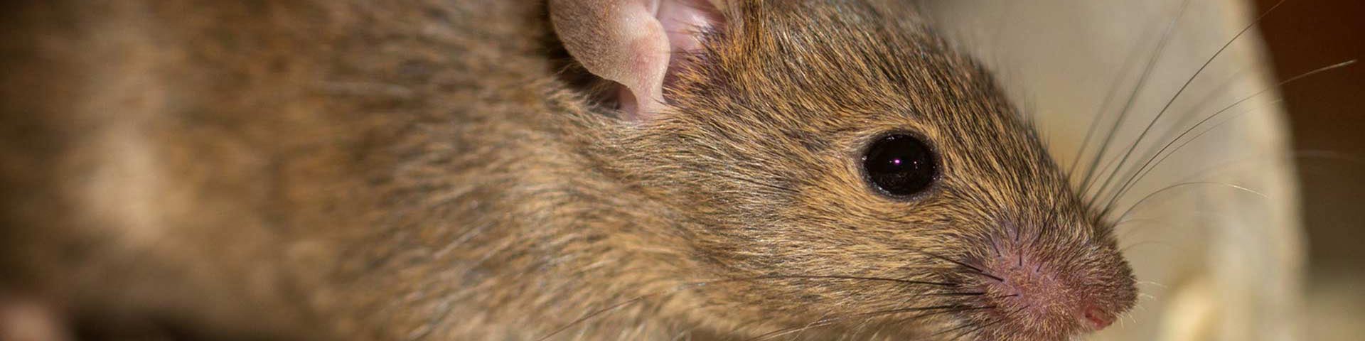 verschil-muis-en-rat-groot-1920x480 verschil-muis-en-rat-groot-1920x480