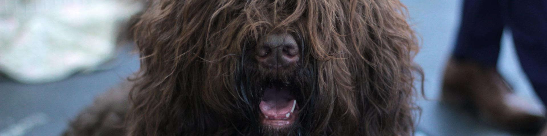 hond-vacht-1920x480 hond-vacht-1920x480